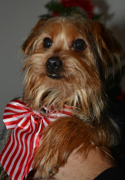 Toelettatura Pelolindo