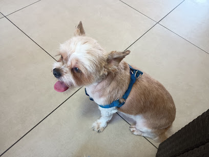 Toelettatura Pet Style - Verona