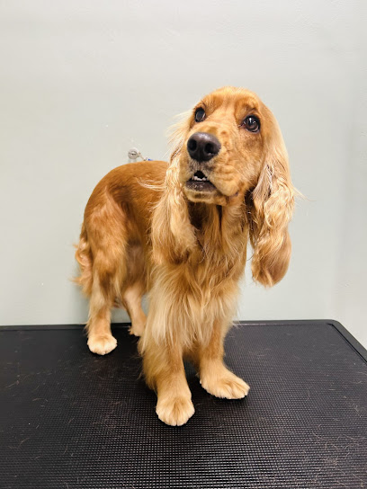 Toelettatura Petnoira