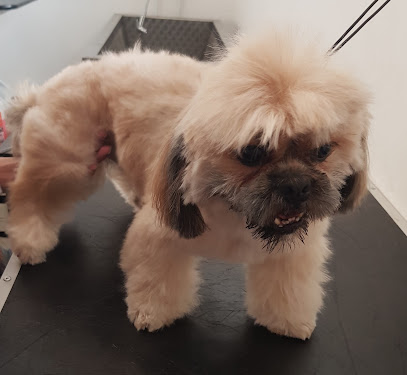 Toelettatura Phoenix A.M.S. Professional Pet Shop