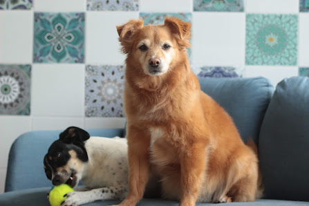 Toelettatura Piccole Canaglie