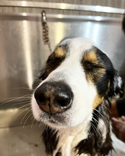 Toelettatura Prato Les Amis de Tosca