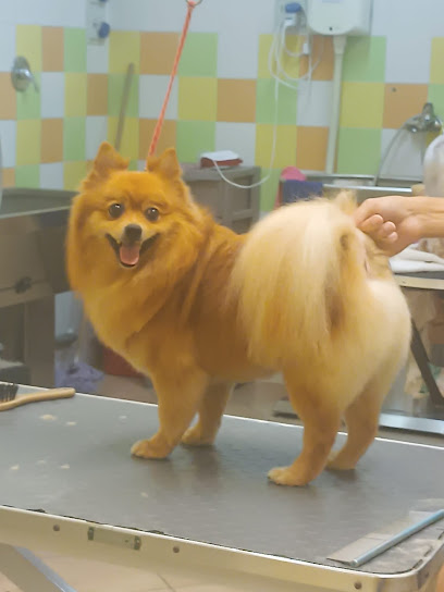 Toelettatura SPA Agrogarden Di Tumminello