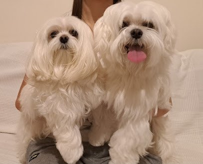 Toelettatura Tarzan E Jane