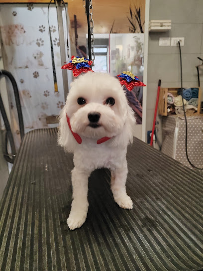 Toelettatura Toelettiamo di Romina Pani