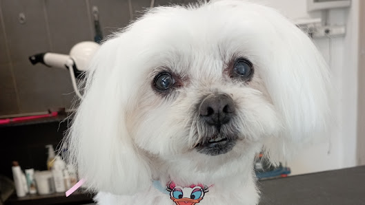 Toelettatura Trendy Dog