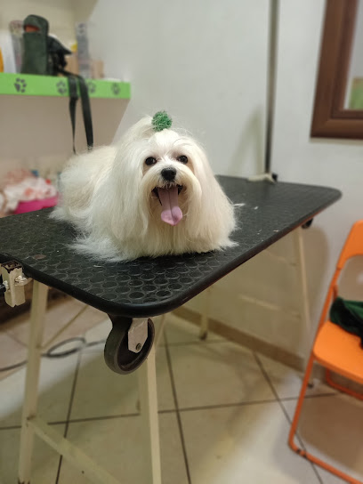 Toelettatura Ugo Oliva