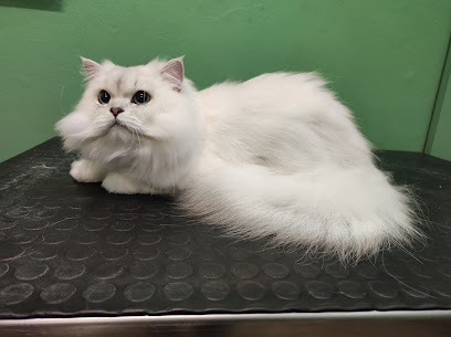 Toelettatura Vanity Pet