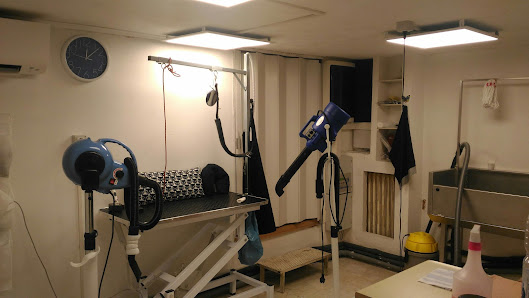 Toelettatura Wash Dog Milano Porta Vittoria