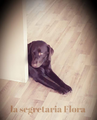 Toelettatura Zampa Bianca