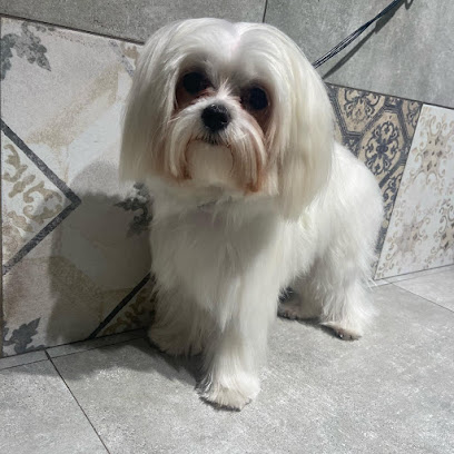 Toelettatura Zampe a Mollo (Pet shop)(Acireale CT)