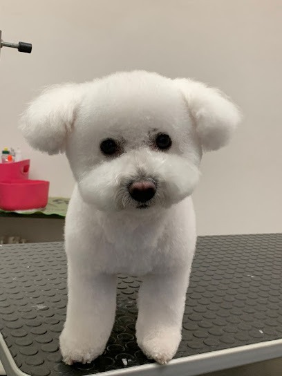 Toelettatura Zampette Gioiose