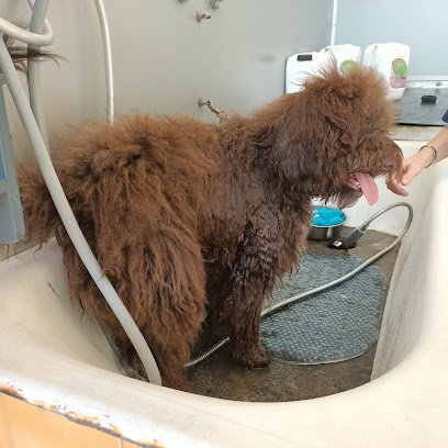 Toelettatura amici miei