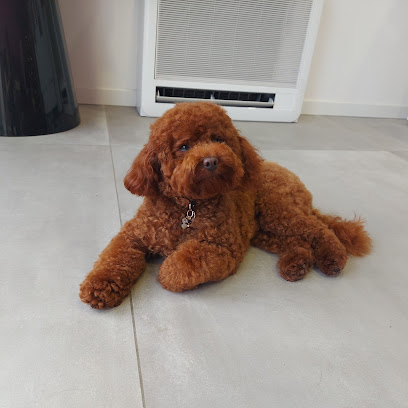 Toelettatura da Emma