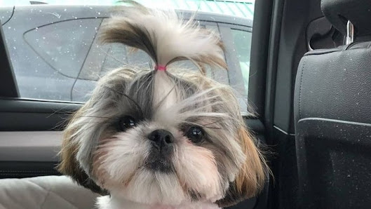 Toelettatura e Asilo Torino