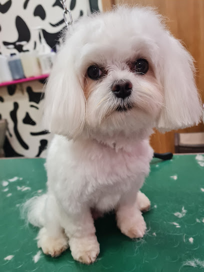 Toelettatura e Spa Dogs & the city di Ilaria Andreotti