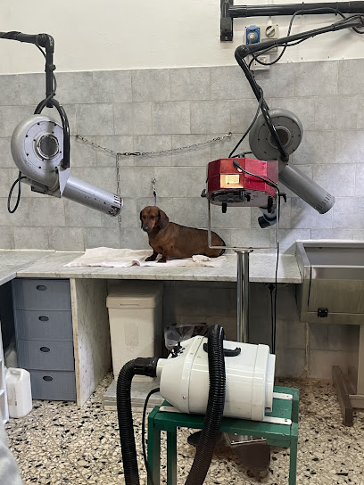 Toelettatura i cuccioli vanitosi di Vitale maria