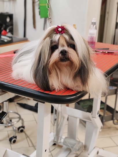 Toelette Elena Pet Stylist - Toelettatura Da Signori