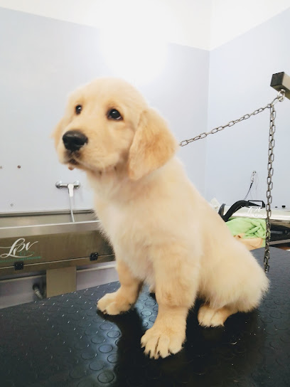 Toilette TUTTI IN CODA