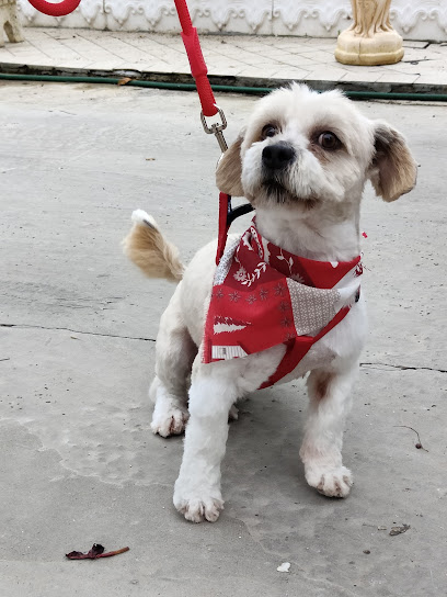 Tom And Jerry Di Urgolo Rosalba