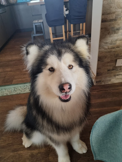 Top Dog di Migliorisi Simone