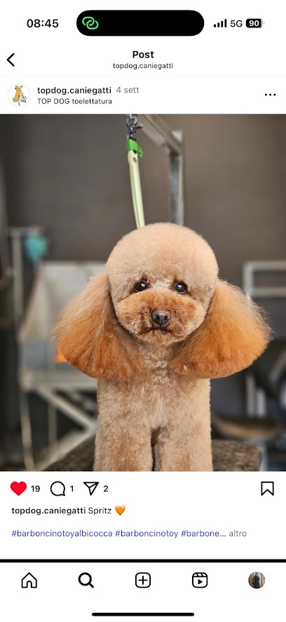 Top Dog toelettatura (Joe Zampetti)