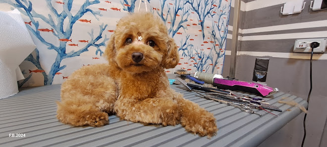 UNA ZAMPA LAVA L'ALTRA