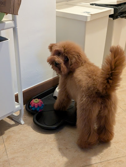 Vanity Dog di Raffaele Granieri