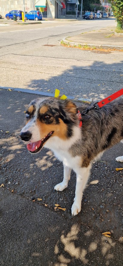 Vanity pets toelettatura cani