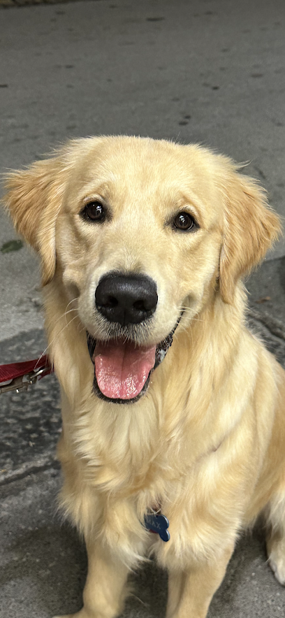 Vikki Pet - Toelettatura - Taxi Dog - Alimenti e Accessori per Animali