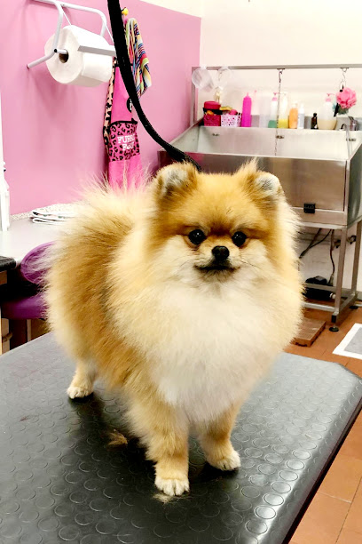 Viola Caroti Toelettage