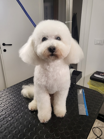 Vita da cani! Toelettatura per cani arcella