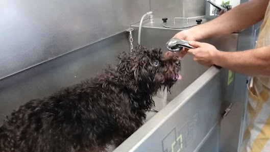 Wash Dog - lavaggio cani self 24h