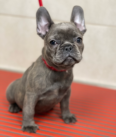 Wash Dog Firenze Novoli