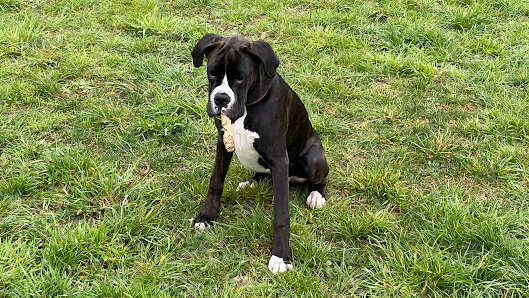 Wash Dog Milano Nord