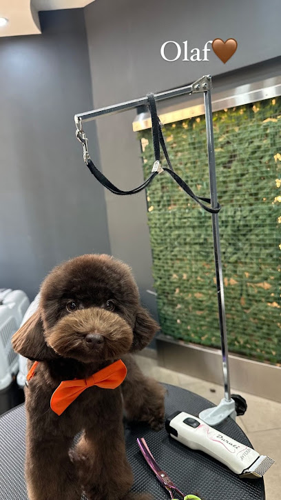 Wash Dog Santa Maria Capua Vetere