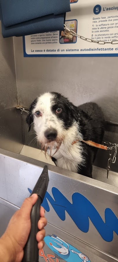 Wash Dog Torino