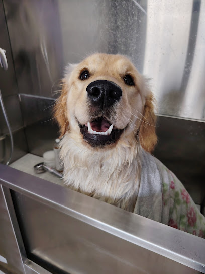 Wash Me! Toelettatura per cani