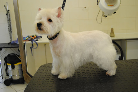 Zampe In Vasca Snc di Lozzi Cristina & C.