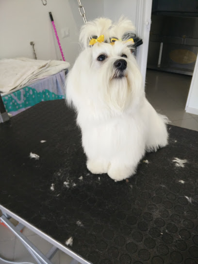 Zampe Insaponate Toelettatura