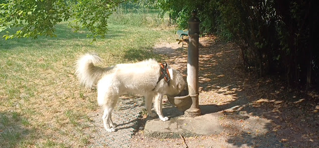Zona Sgambamento Cani Campo di Marte ll