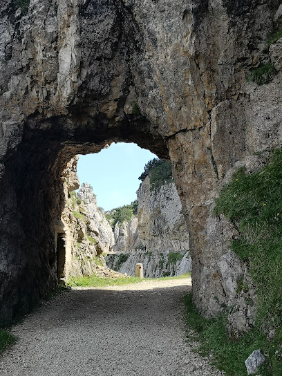 area sgambatura cani