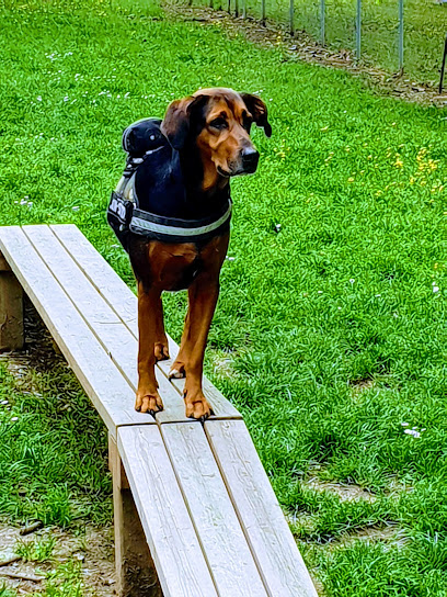 area sgambatura cani