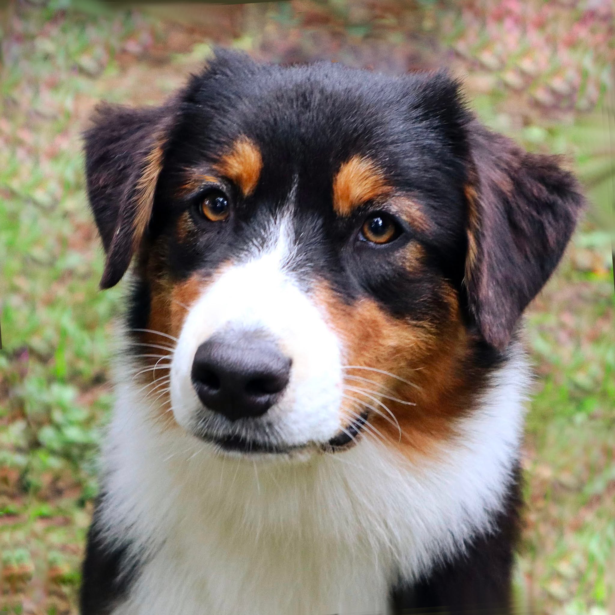 Toelettatura cani - Zampa Connect