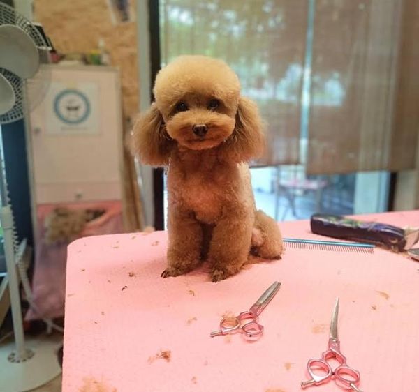 city dog toelettatura senigallia