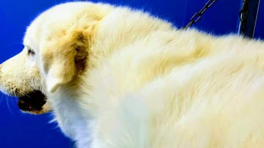 da Fabrizio Toelettatura