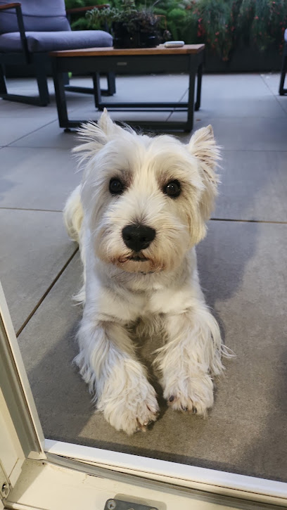 lovepet sala Toelettatura