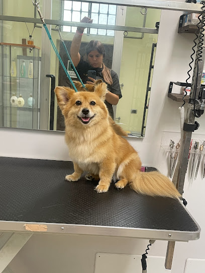 mon ami Boutique di Toelettatura