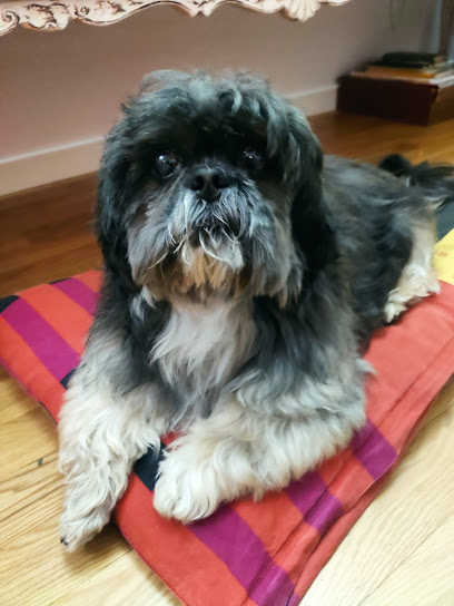 toelettatura cani e gatti Snoopy di Laura